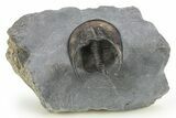 Detailed Scotoharpes Trilobite - Boudib, Morocco #275312-1